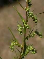 Artemisia dracunculus Bud